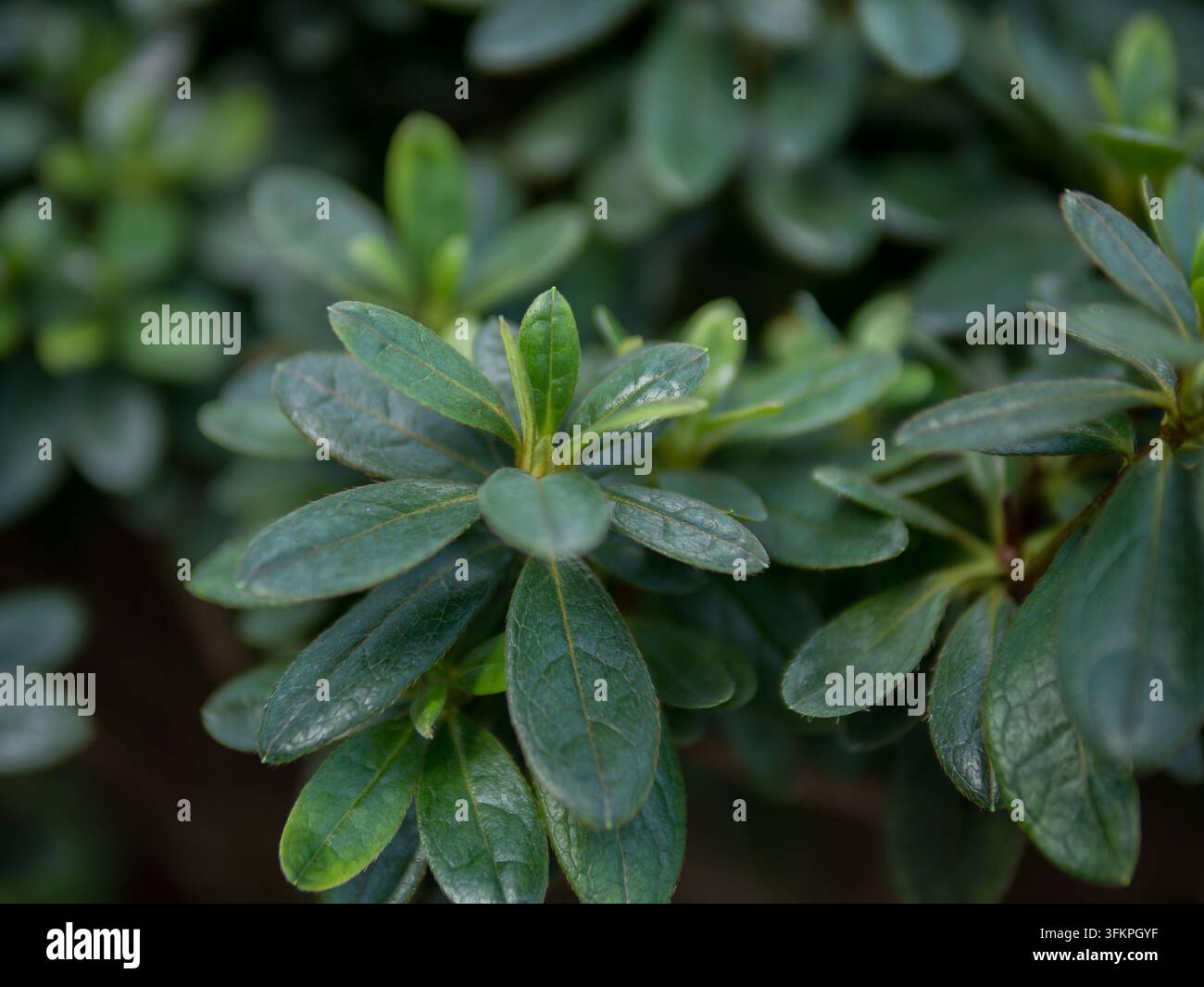 Rosetta di foglie di azalea verde scuro lucida, primo piano, dettaglio di fogliame simmetrico di arbusto sempreverde — Concetto di texture del giardino naturale Foto Stock