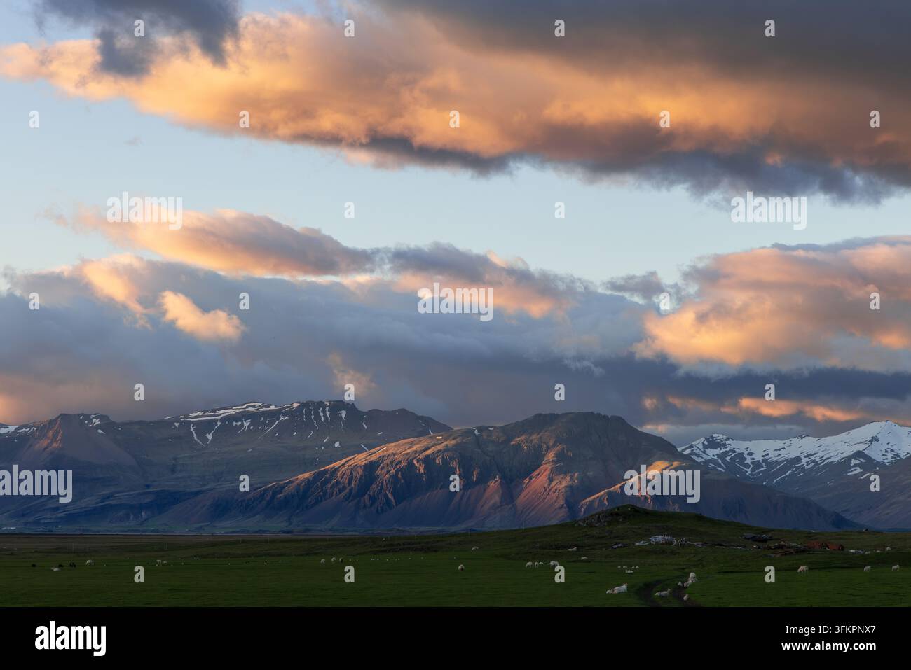 Peccati sparsi su un pascolo verde sotto montagne con neve a chiazze e nuvole del tramonto color pesca e arancione in un ampio paesaggio serale estivo in Islanda Foto Stock