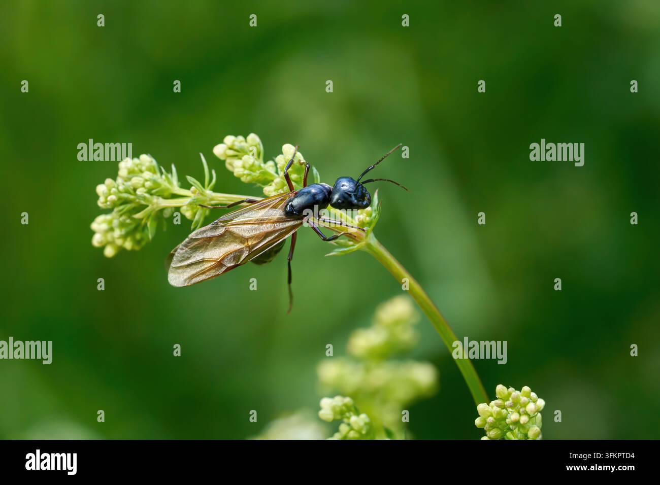 Regina delle formiche di Ercole (Camponotus herculeanus) su una gattinia Foto Stock