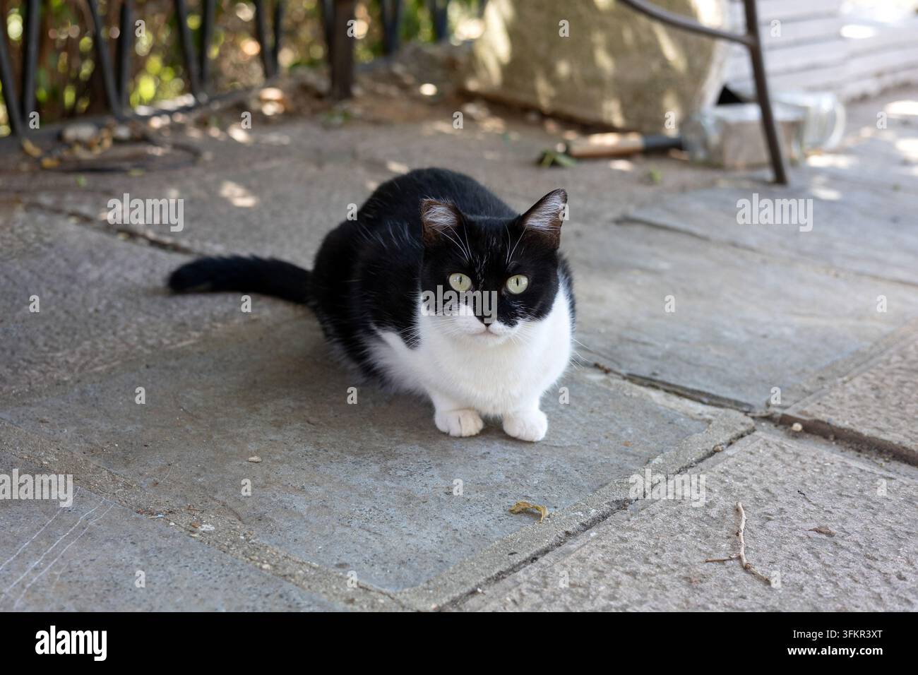 Gatto domestico con la punta dell'orecchio seduto su piastrelle di pietra all'aperto che guarda l'obiettivo Foto Stock