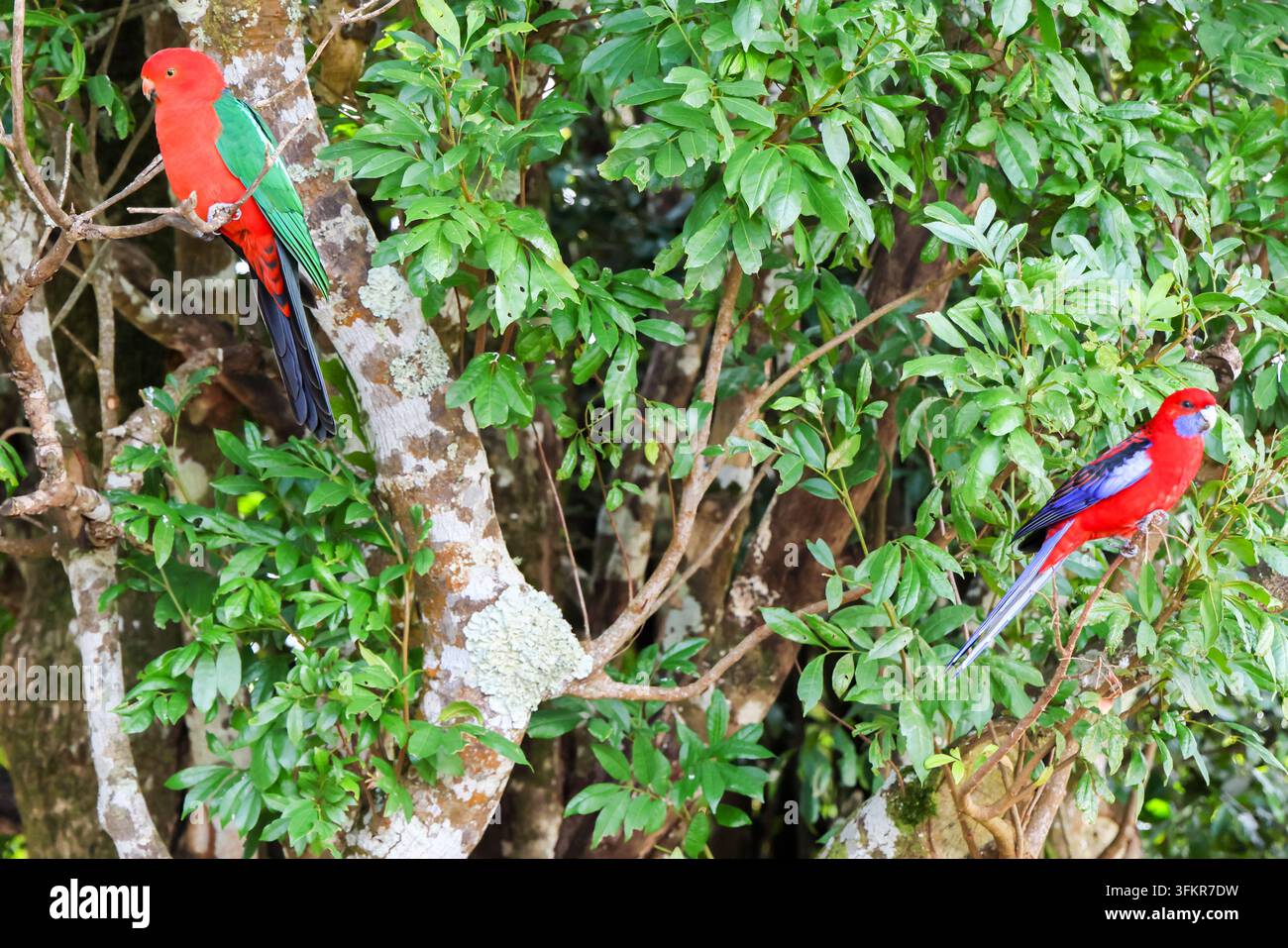 Roselle cremisi e pappagalli reali australiani nell'area di alimentazione di O'Reilly's Rainforest Retreat nelle Gondwana Rainforests nel Lamington National Park, Quee Foto Stock