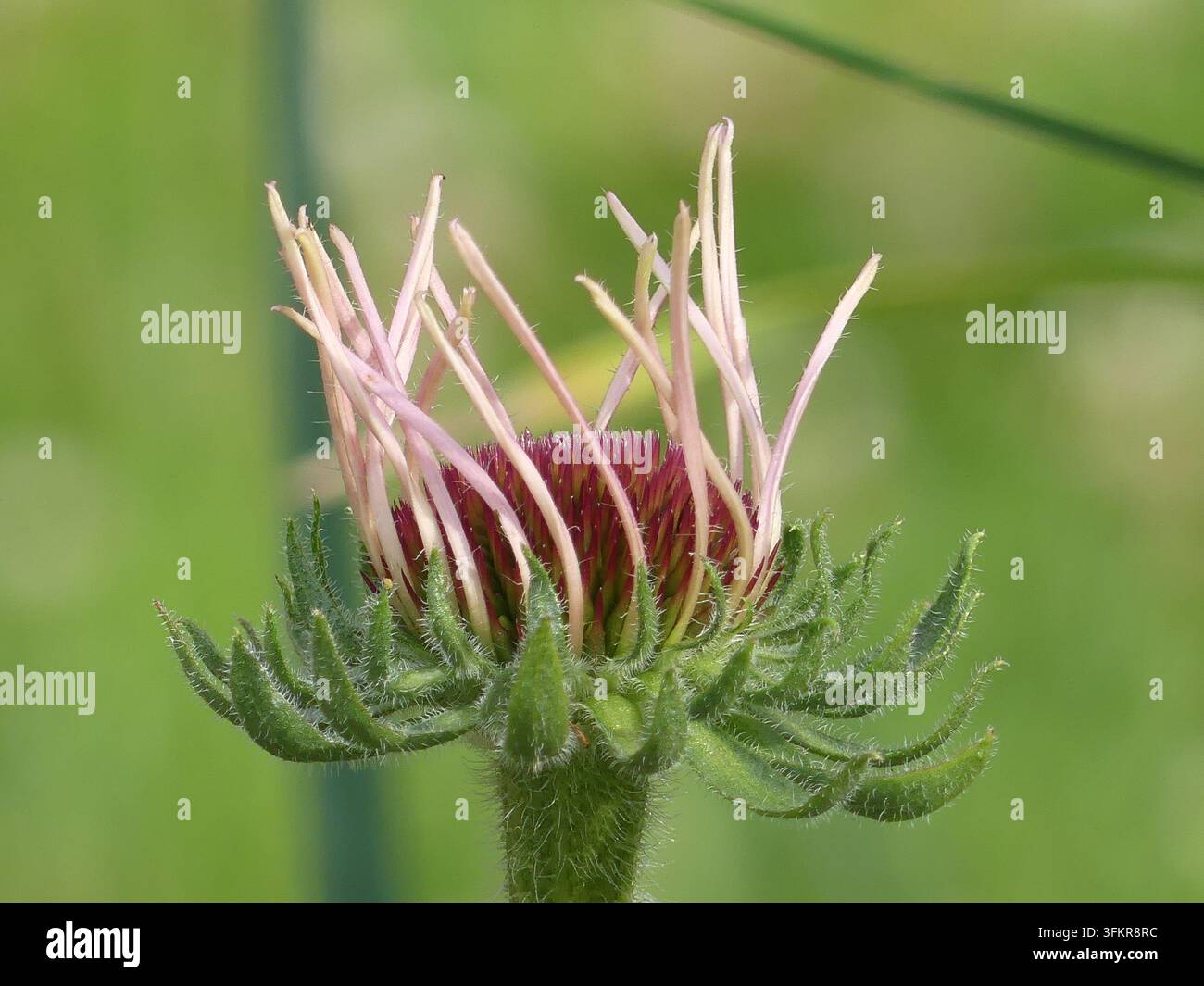 Vista macro di un bocciolo di Echinacea con i suoi sottili petali rosa Foto Stock