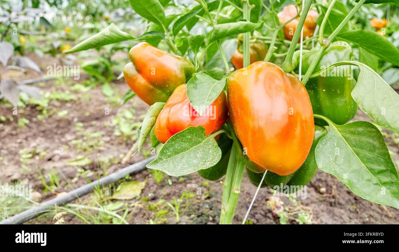 Peperoni coltivati biologicamente, messa a fuoco selettiva. Foto Stock