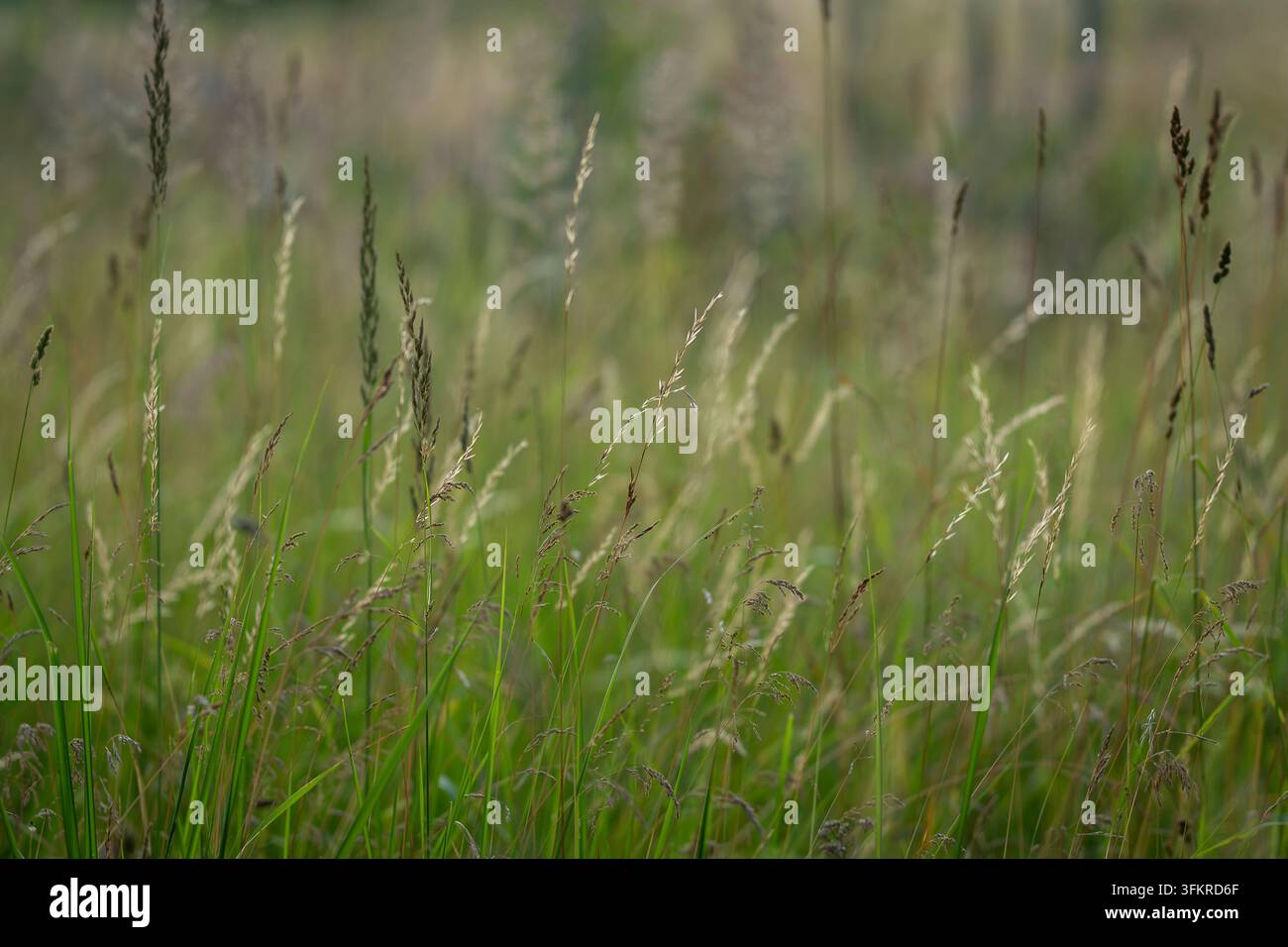Erbe di prateria selvatica della famiglia delle Poaceae che crescono in una prateria naturale, con fusti verdi snelli, delicate infiorescenze e graminacee variate. Foto Stock