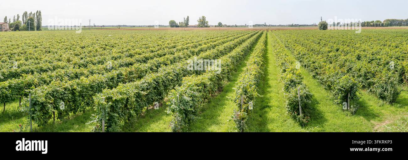 paesaggio panoramico di grandi dimensioni con ampio vigneto nei campi vicino al fiume Piave, scattato in luce estiva brillante a Eraclea, Veneto, Italia Foto Stock