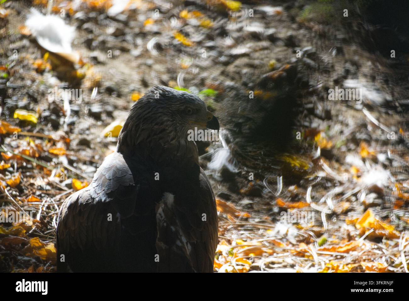 Un rapace (Milvus migrans) seduto su un suolo boschivo coperto di foglie secche autunnali cadute sotto una luce solare screziata. Foto Stock
