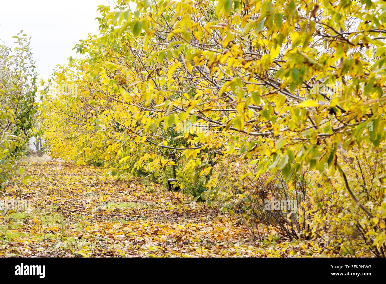 Foglia autunnale dorata su un sentiero tranquillo coperto di foglie, che crea un paesaggio naturale caldo e un'atmosfera esterna pacifica. Foto Stock