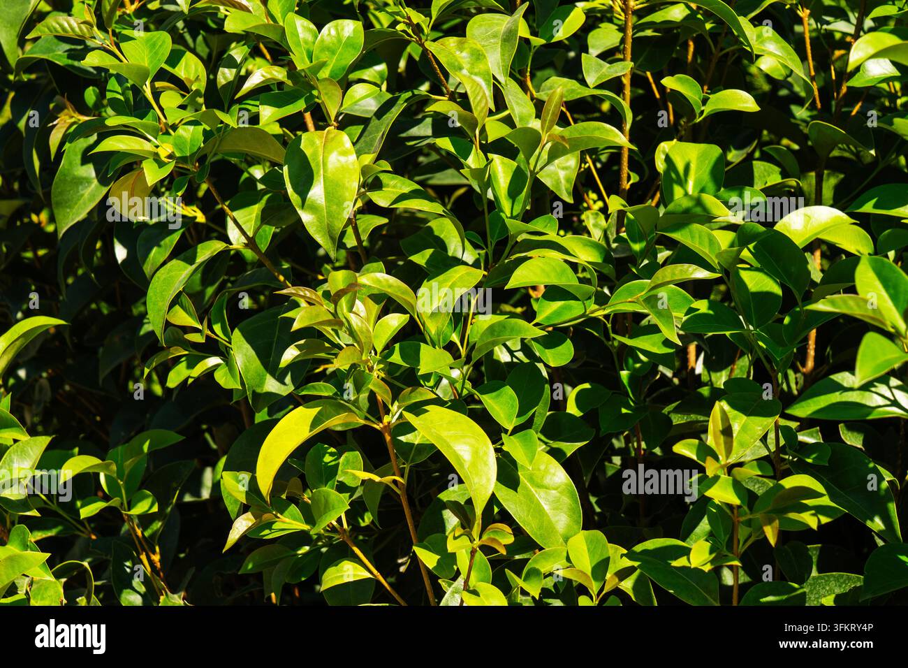 Un colpo ad angolo alto, a tutto campo, cattura la fitta vegetazione di un vibrante cespuglio di ligustro verde, con le sue foglie ovali lucide illuminate da una calda luce solare, creando ombre naturali morbide. Foto Stock