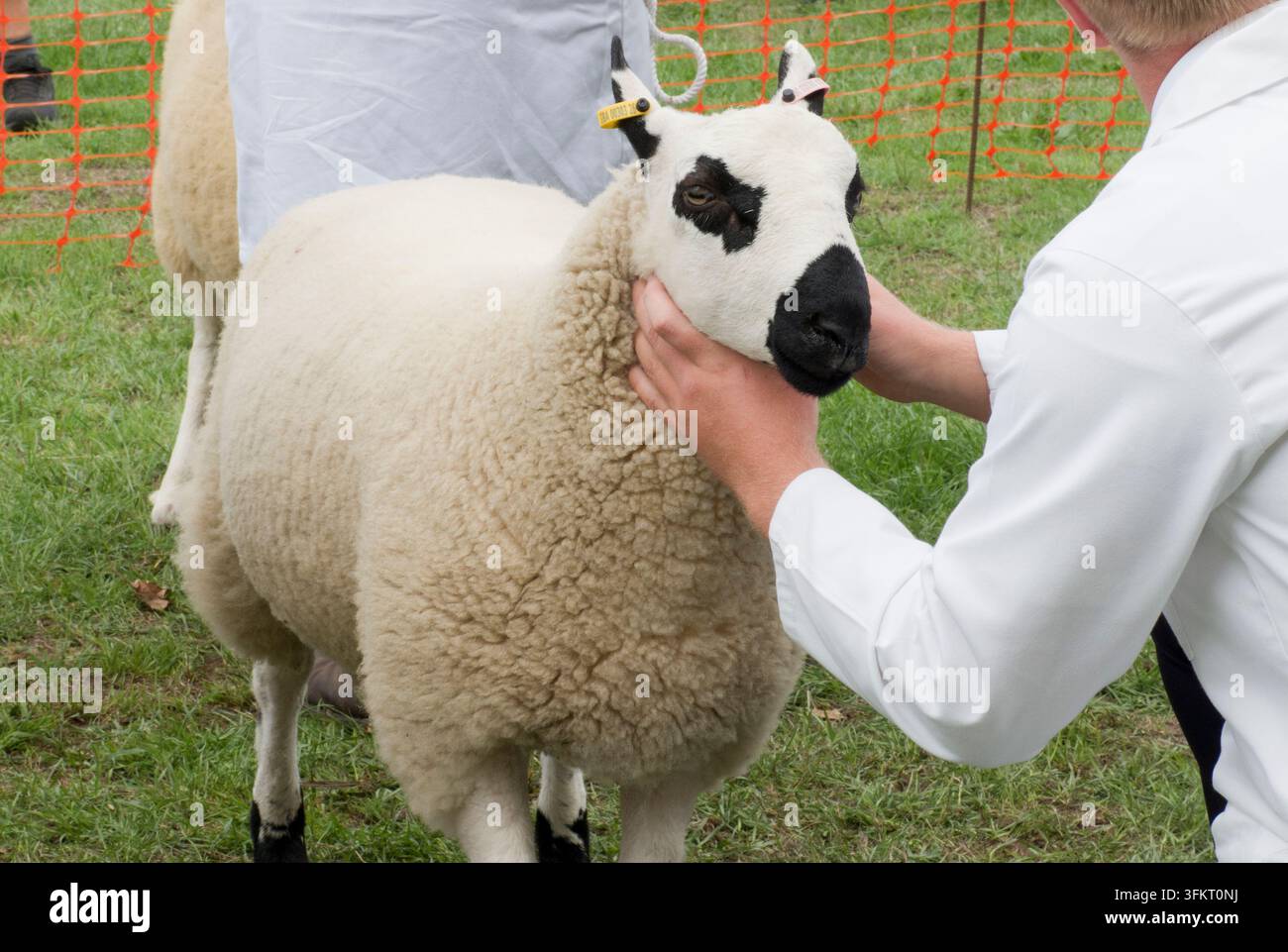 Fiera annuale delle pecore di Findon (2026), una rara razza Kerry Hill vincitrice durante la valutazione, Findon, Worthing, Inghilterra Foto Stock