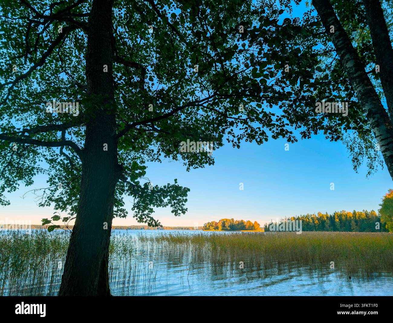 Bellissimo lago Erken, Roslagen. Un lago profondo con acqua pulita. Betulle molto contorte vicino al lago. Chiarezza parziale - Immagine stock catturata con smartphone