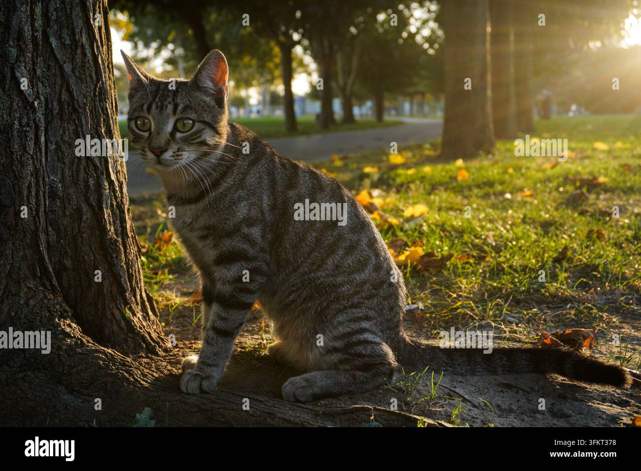 Gatto tigrato seduto vicino a un albero in una giornata di sole Foto Stock