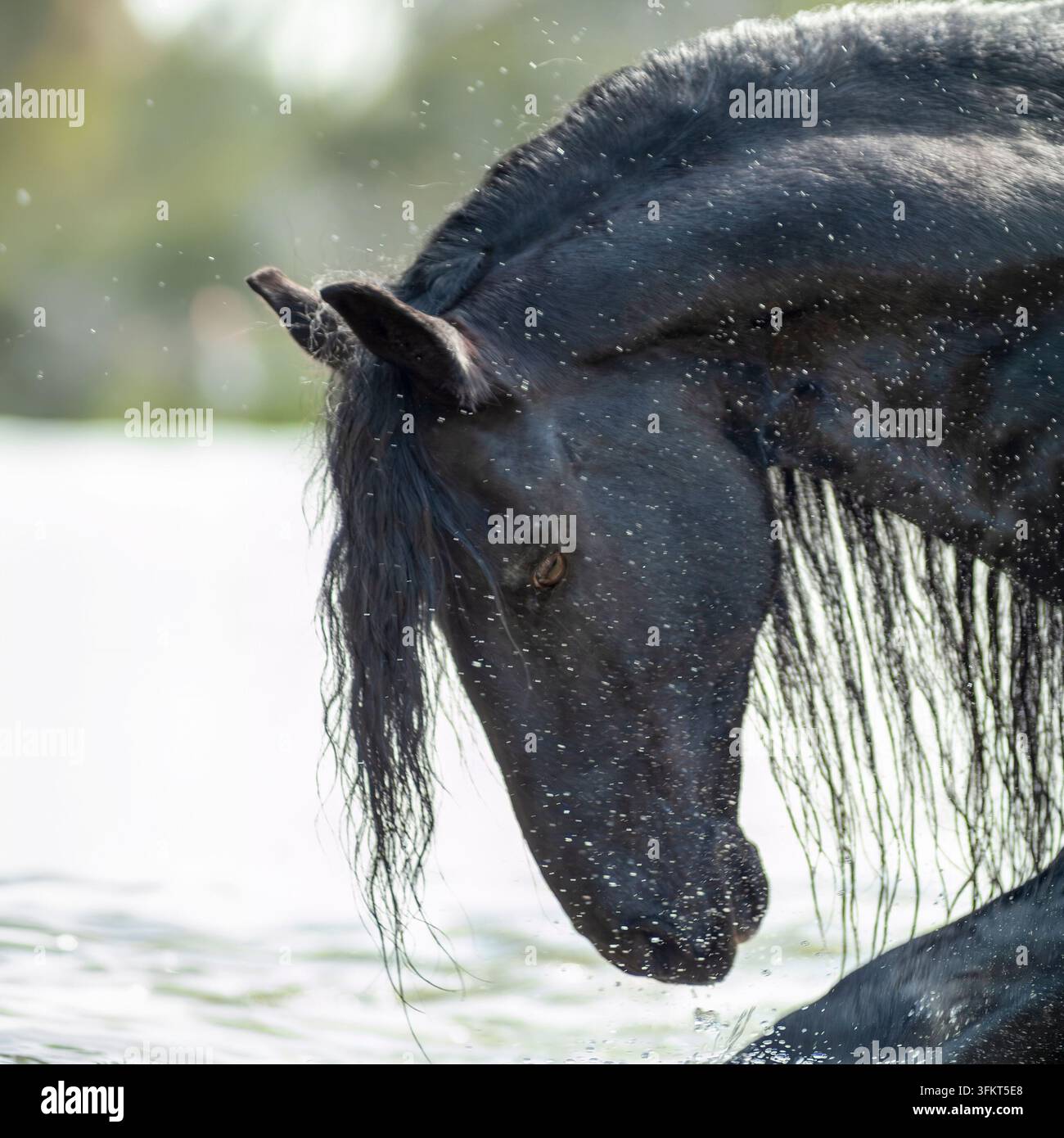 Testa di adulto cavallo frisone, primo piano dettagliato di schizzi e giochi nell'acqua Foto Stock