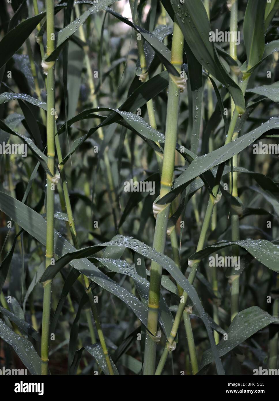 Canna gigante (arundo donax), nota anche come Carrizo, canna spagnola, canna selvatica e arundo, è una specie vegetale invasiva che forma densi cespugli nelle zone umide. È amon Foto Stock