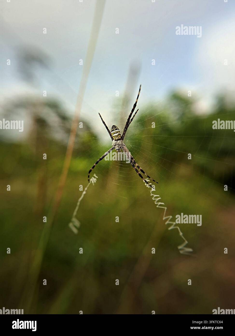 Una sorprendente ragnatela Argiope gialla e nera riposa al centro della sua ragnatela, mostrando un distinto motivo a zigzag su uno sfondo morbido Foto Stock