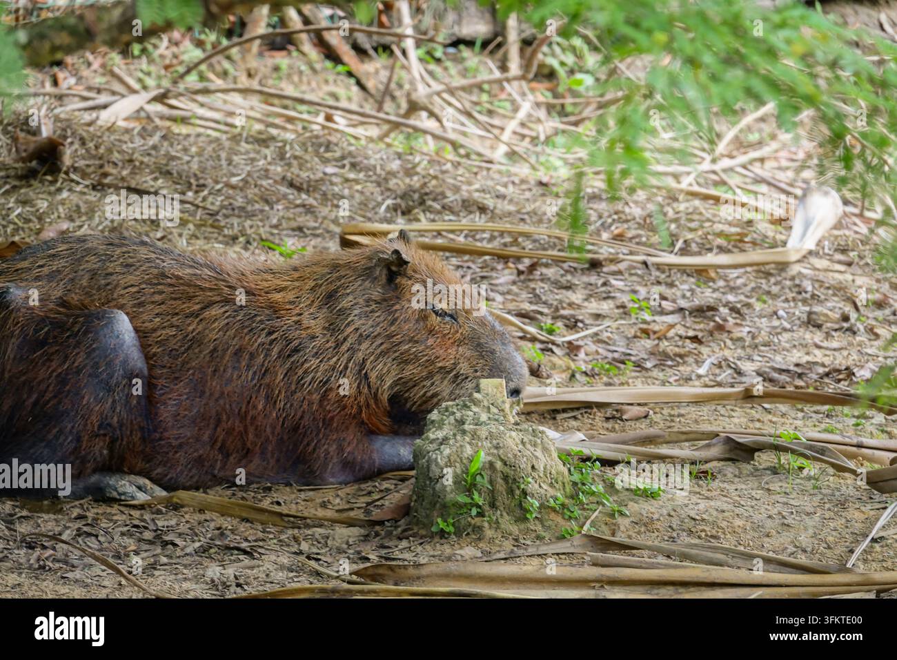 Un capibara (Hydrochoerus hydrochaeris) cerca tra la lettiera secca al Parc Zoologique de Guyane, a Macouria, nella Guiana francese. I capibara sono i più grandi roditori viventi al mondo. Sono semi-acquatici, vivono in gruppi sociali vicino a fiumi, zone umide e savane in gran parte del Sud America e si nutrono principalmente di erbe e piante acquatiche. Foto Stock