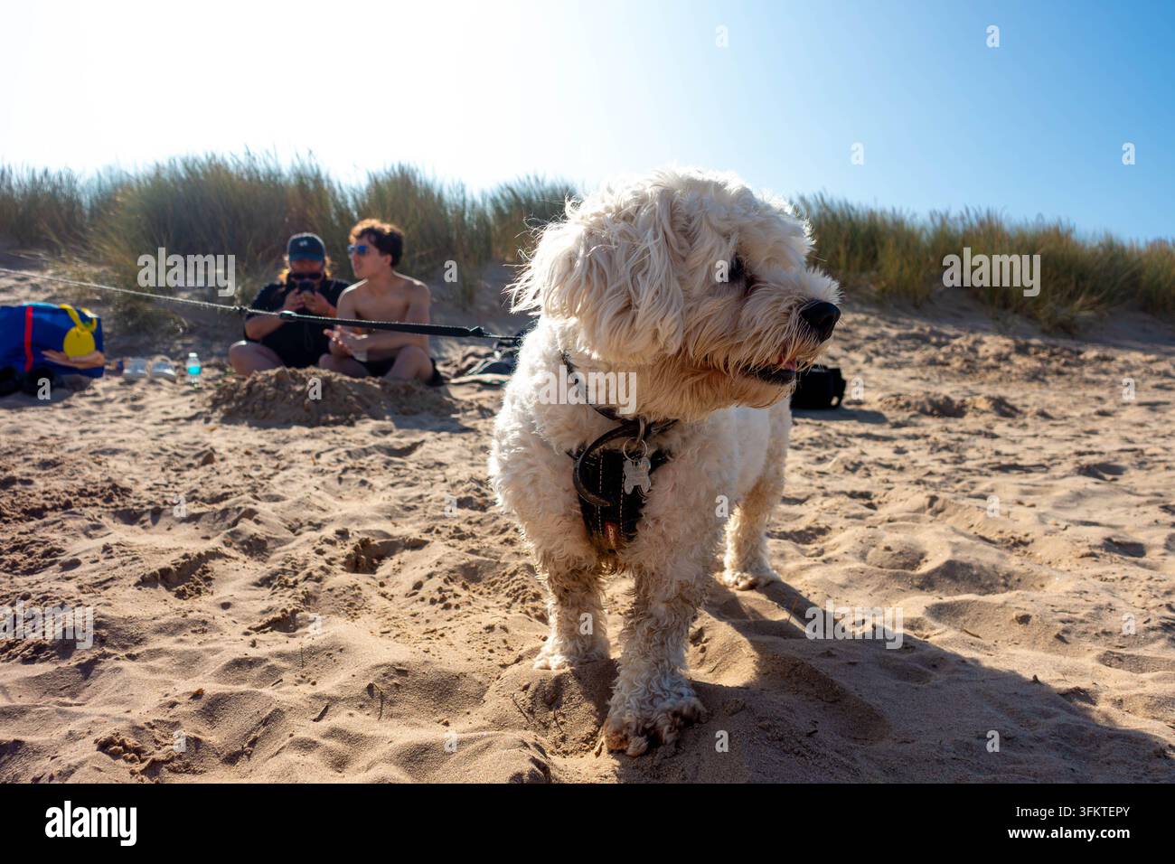 Ritratto di un piccolo cane Cavapoo bianco sulla spiaggia di Mablethorpe nel Lincolnshire, Regno Unito Foto Stock