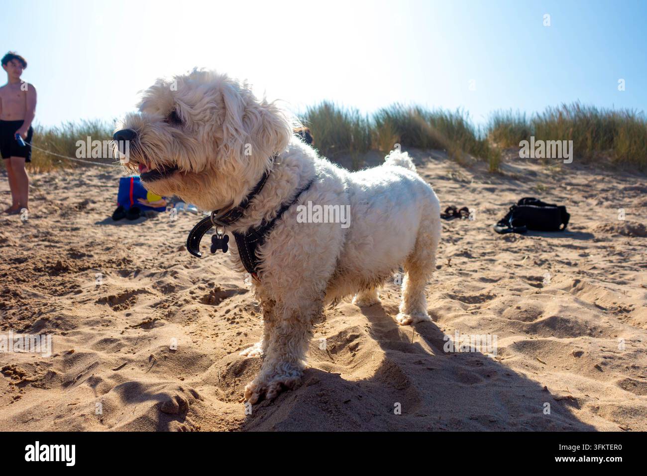 Ritratto di un piccolo cane Cavapoo bianco sulla spiaggia di Mablethorpe nel Lincolnshire, Regno Unito Foto Stock