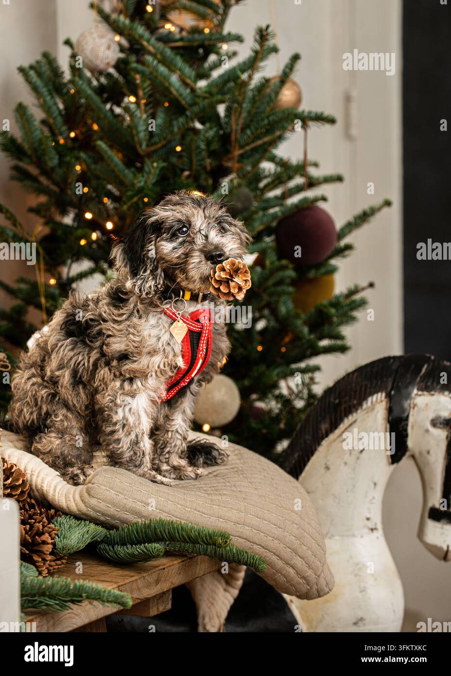 Adorabile cucciolo soffice seduto vicino a un albero di Natale decorato con luci, tenendo una pigna in bocca. Foto Stock