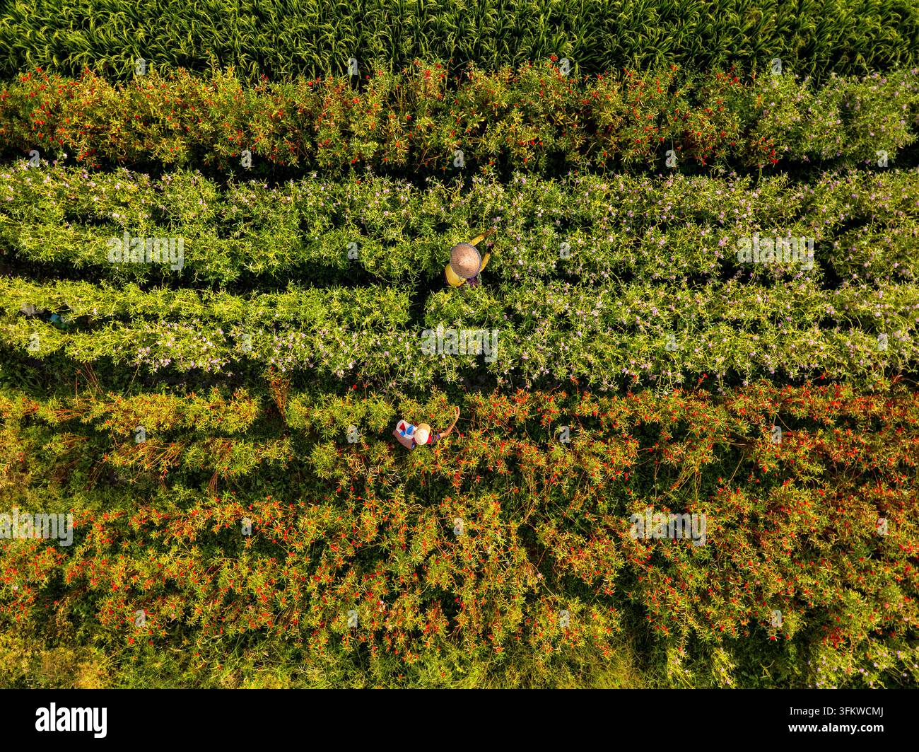 Vista aerea di raccoglitori di fiori che indossano cappelli tradizionali e lavorano in vivaci file di fiori in fiore a Bali, Indonesia. Foto Stock