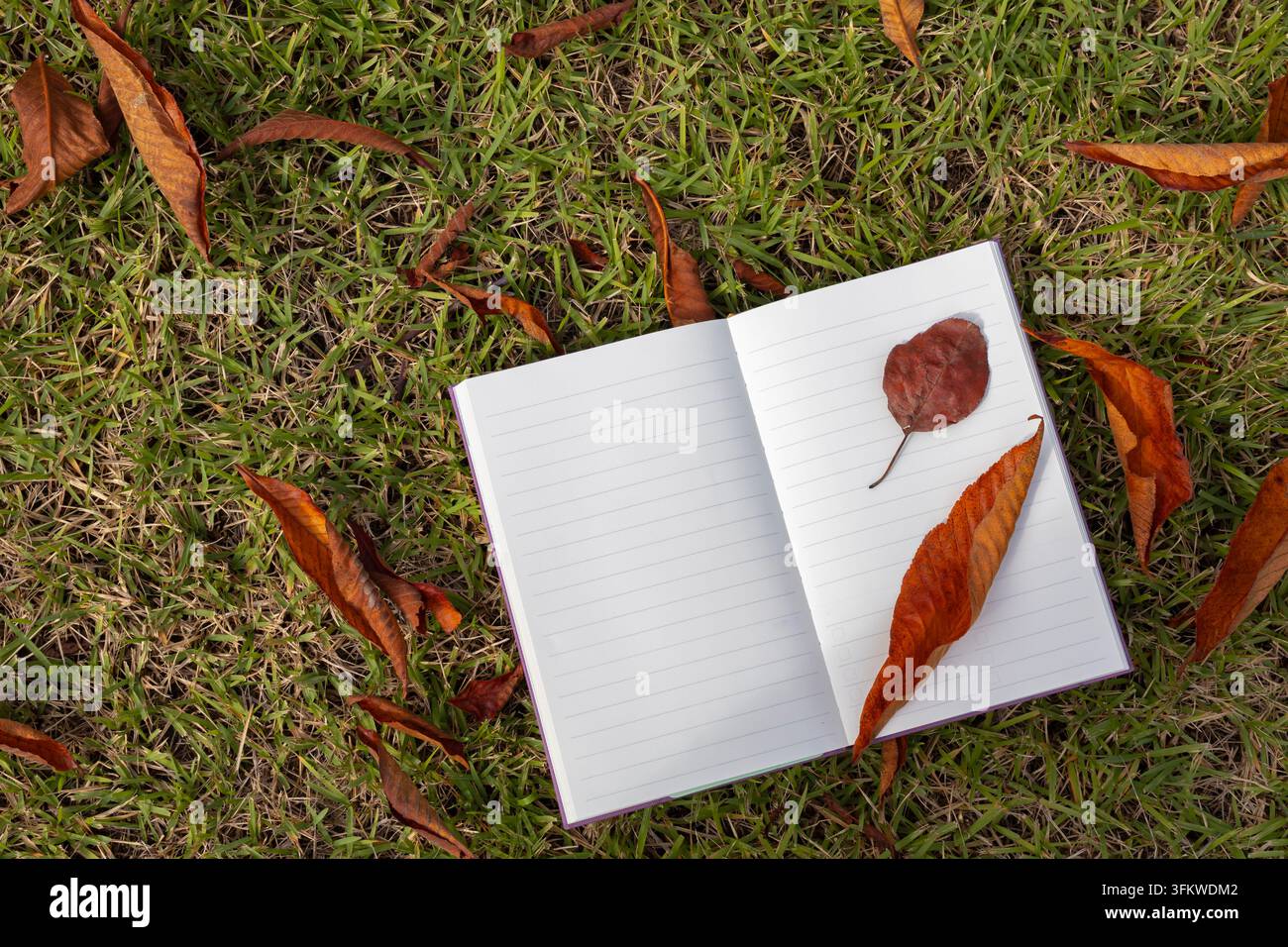 Quaderno aperto e vuoto con foglie secche d'autunno sull'erba Foto Stock