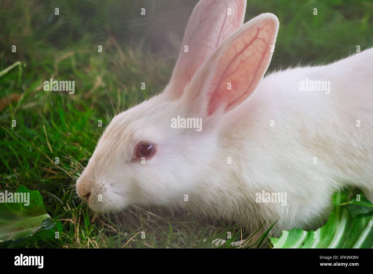 Coniglio bianco domestico che si nutre di verdure sane. Un primo piano a livello degli occhi che evidenzia il morbido pelo bianco, le lunghe orecchie e l'occhio rosso di un coniglio albino Foto Stock