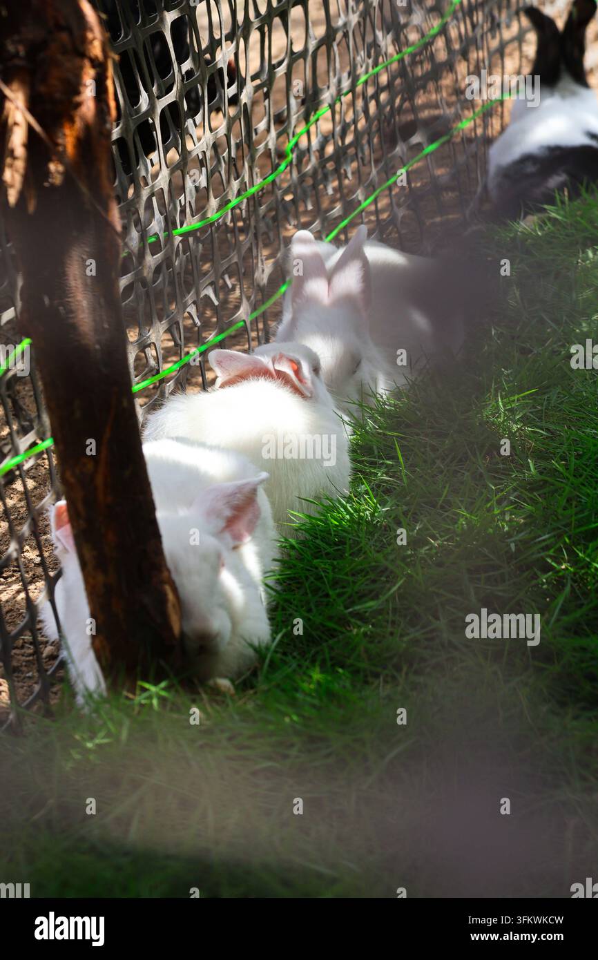 Bellissimo coniglio che fa uno spuntino sul prato. Un ritratto animale di alta qualità che mostra un coniglio bianco puro che si gode una dieta sana a base di verdure a foglia Foto Stock