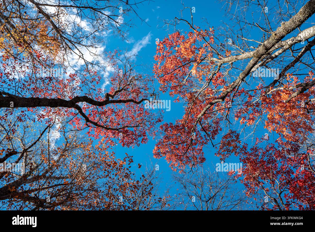 Chioma di acero rosso contro un cielo blu profondo. Foglie scarlatte contro un blu saturo. Foto Stock