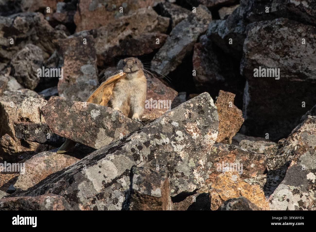 Il pika americano (Ochotona princeps) raccoglie vegetazione su un pendio detritico nel Parco Nazionale di Yellowstone, Wyoming. Foto Stock