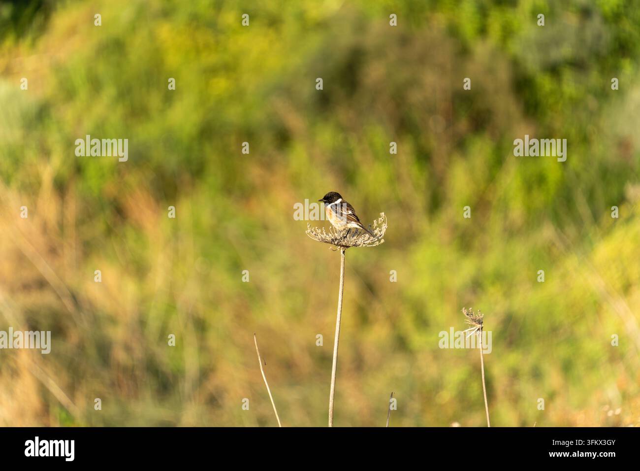Un maschio di stonechat europeo appollaiato su una testa di fiore di carota selvatica secca contro uno sfondo morbido verde e dorato. Foto Stock