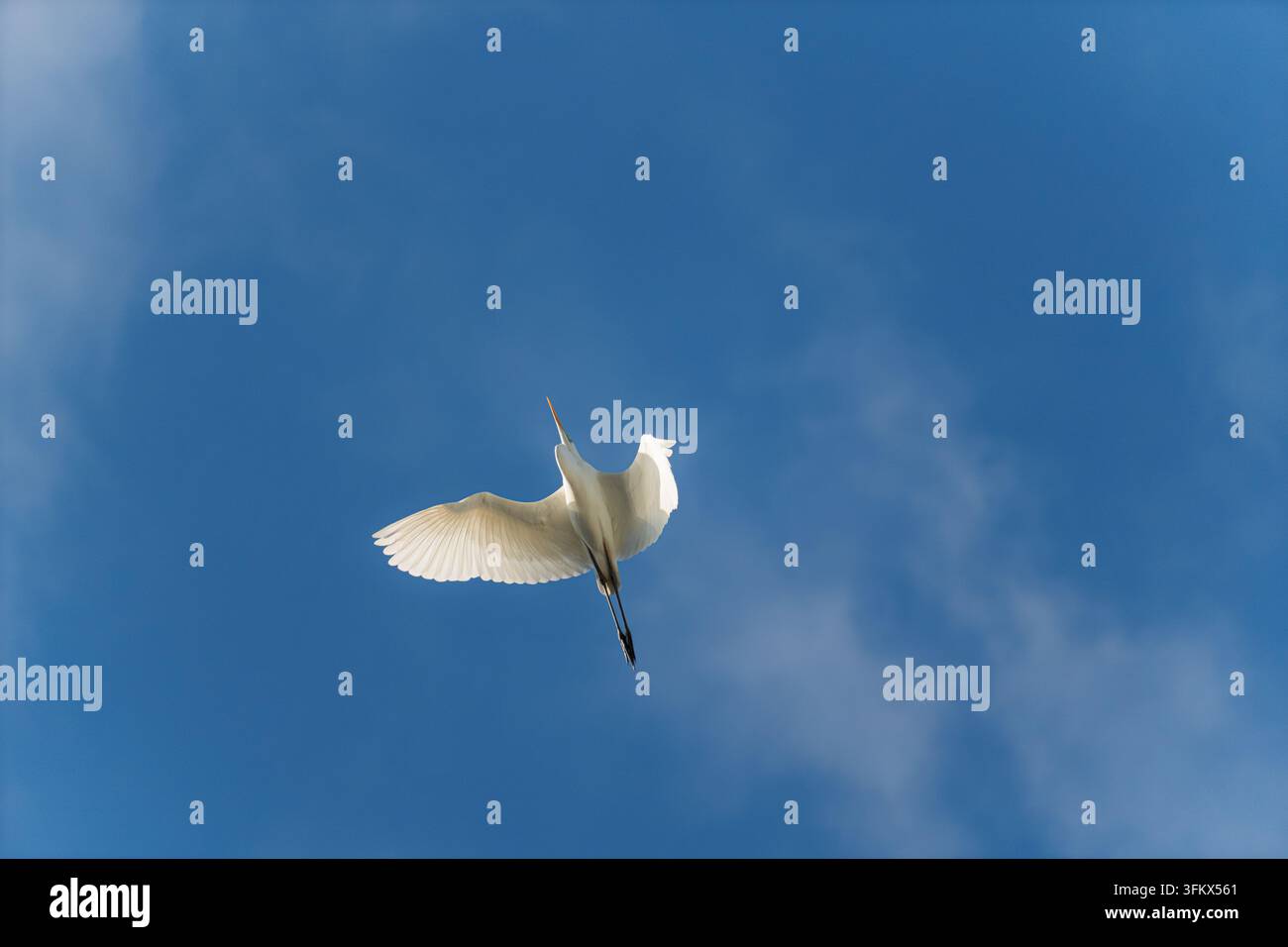 Un airone cenerino che vola sopra di noi con ali bianche luminose spiegate contro un cielo blu profondo. Foto Stock
