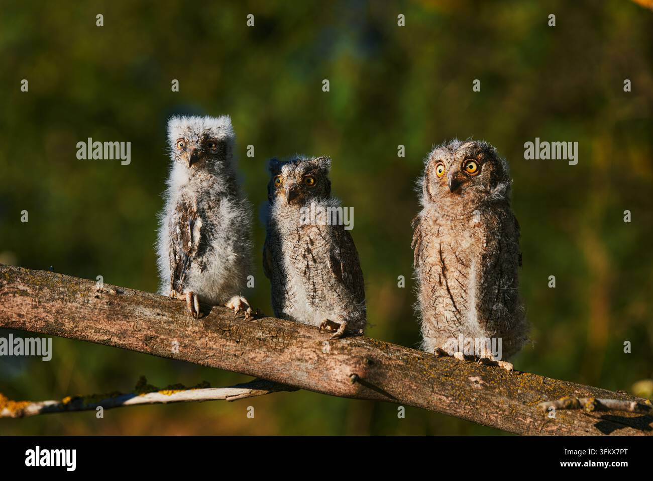 Ritratto di tre morbidi pulcini di gufo comune Otus scops appollaiati su un ramo di un albero in una foresta. Primo piano di un giovane pulcino di gufo selvatico nella natura Foto Stock