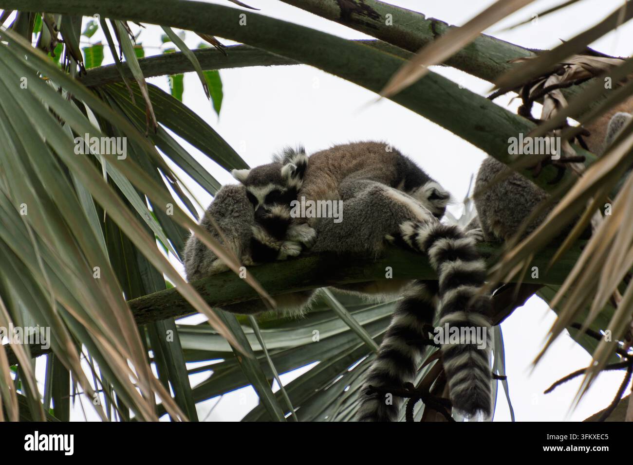 Un gruppo di lemuri dalla coda ad anelli accoccolati insieme che dormono su un ramo di palma con le code striate penzolanti. Foto Stock