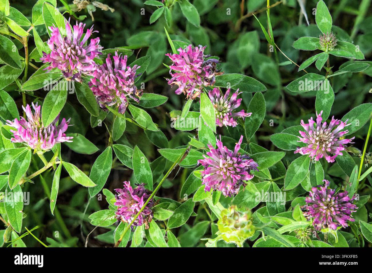 Fiori di trifoglio viola (rossi) sbocciano tra l'erba verde rigogliosa, Vilovi, Serbia Foto Stock