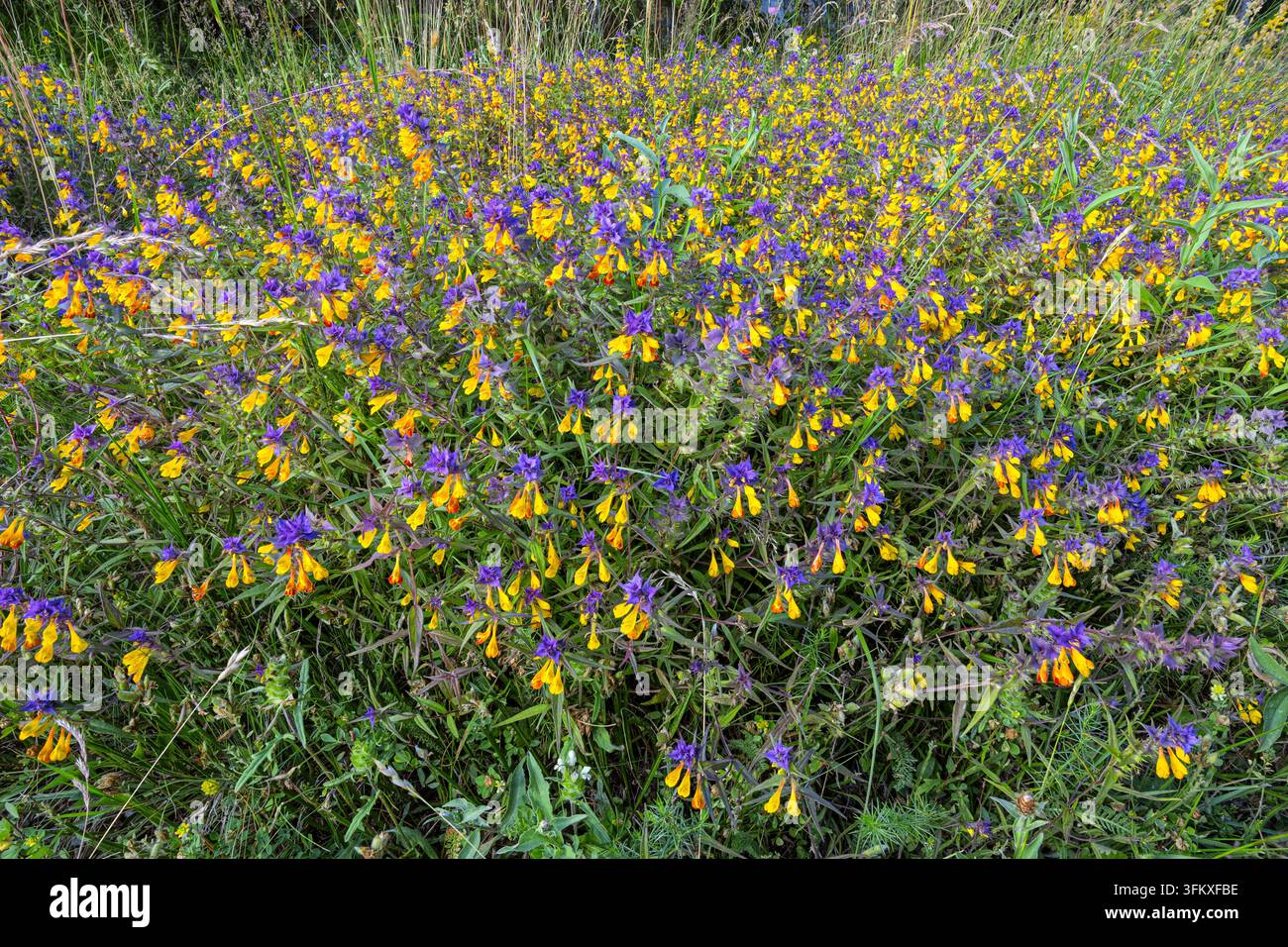 Un ammasso fitto di Melampyrum nemorosum, o frumento dei boschi, in fiore, Vilovi, Serbia Foto Stock