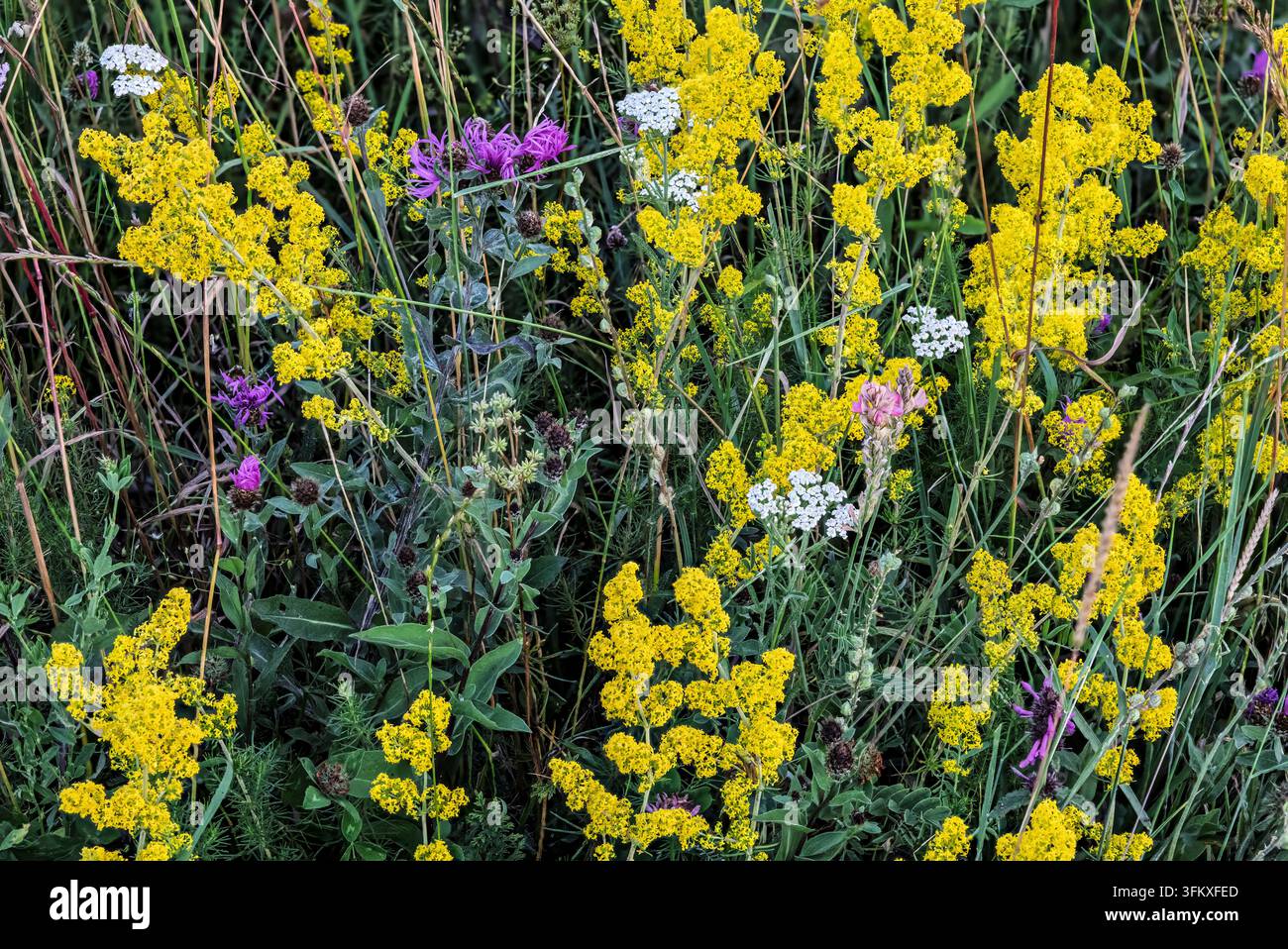 Fiori selvatici vibranti, tra cui giallola, achillea bianca e fiori viola, prosperano in un prato lussureggiante, Vilovi, Serbia Foto Stock