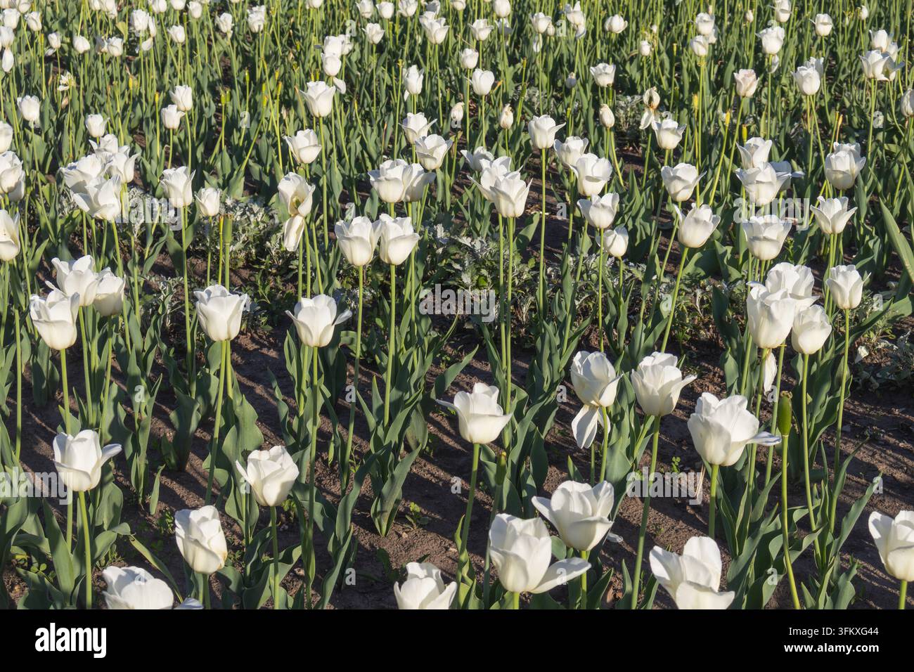 Tulipi bianchi in fiore su steli verdi alti in un'aiuola fiorita illuminata dal sole in primavera. Foto Stock