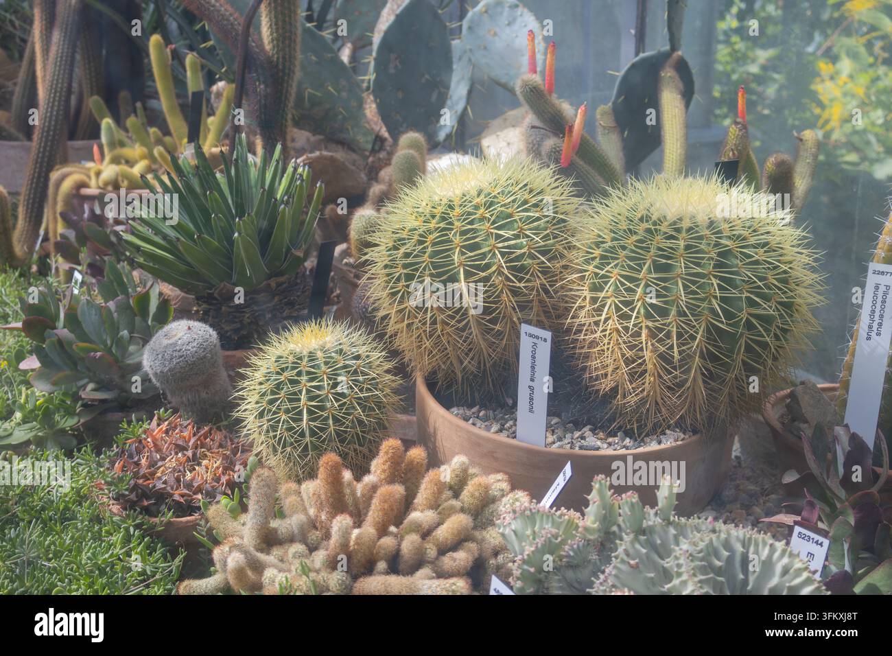 Cactacei a barile dorati con spine gialle tra una variegata collezione di succulente in serra Foto Stock