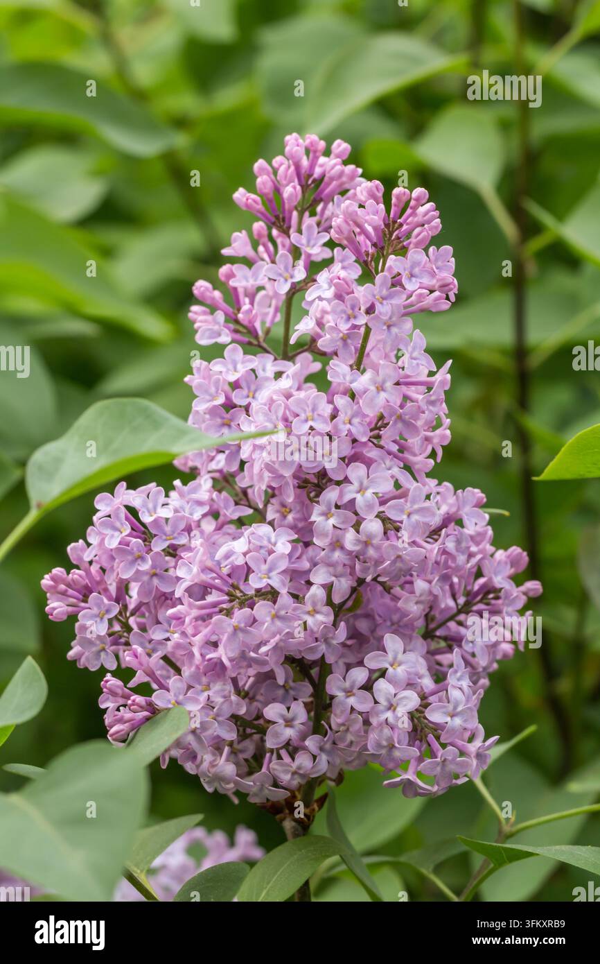 Primo piano di fiori di lillà rosa in fiore su un arbusto in primavera. Foto Stock