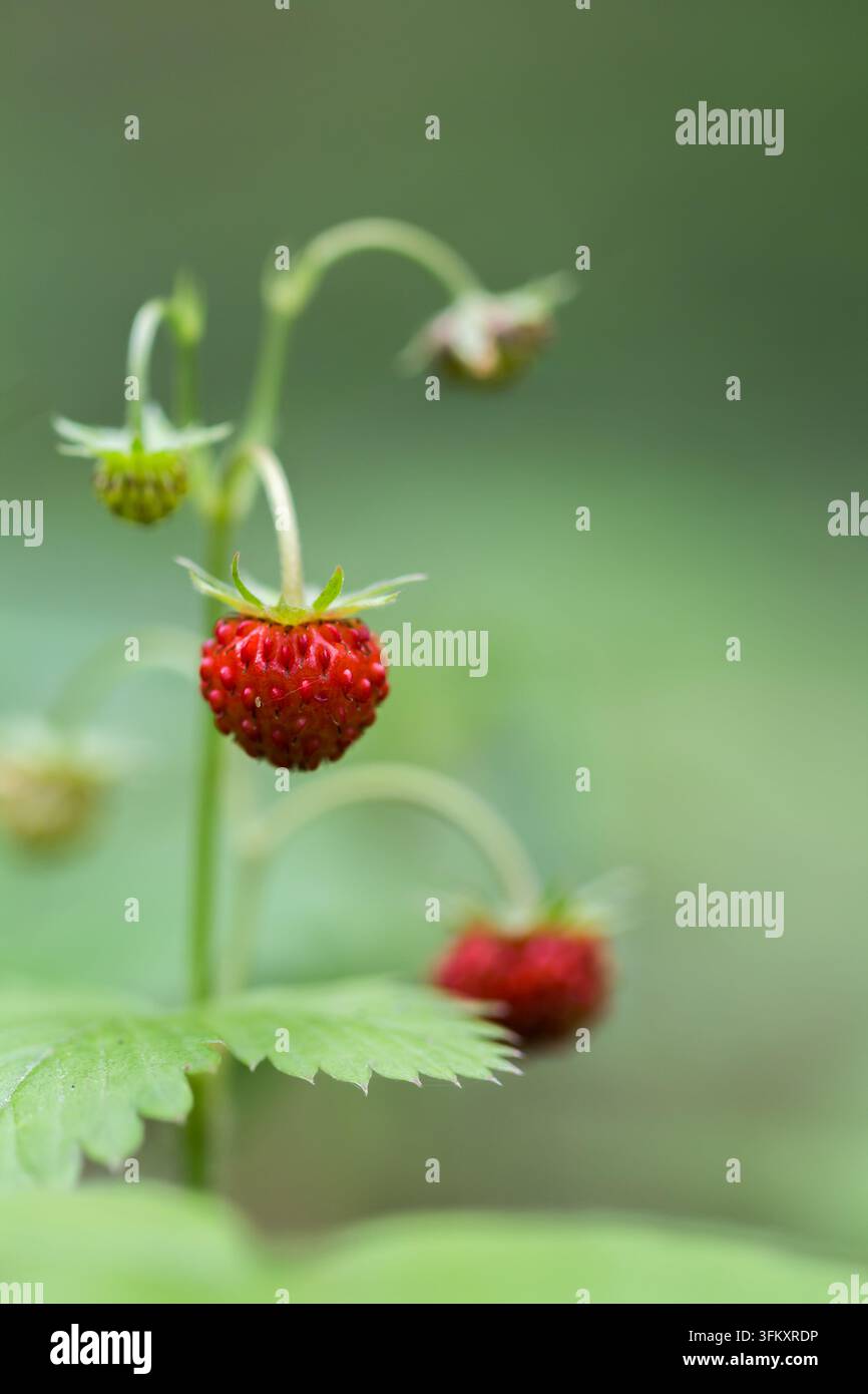 Primo piano di fragole selvatiche che maturano sul gambo contro uno sfondo sfocato verde. Foto Stock