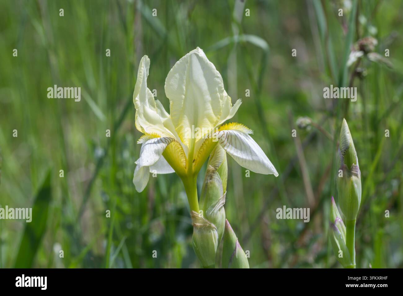 Primo piano di un fiore di iris selvatico giallo pallido che fiorisce in un prato verde. Foto Stock