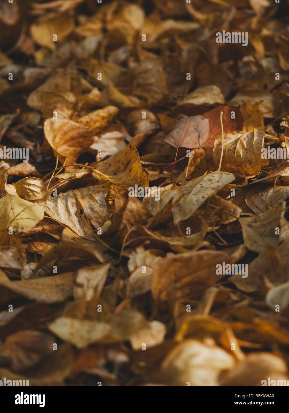 Textura mate verticale di un tappeto di fogliame dorato secco sotto gli alberi in ottobre. Minimalismo atmosferico, ombre profonde, toni terrosi marroni, atmosfera malinconica, spazio vuoto per sfondo smartphone Foto Stock