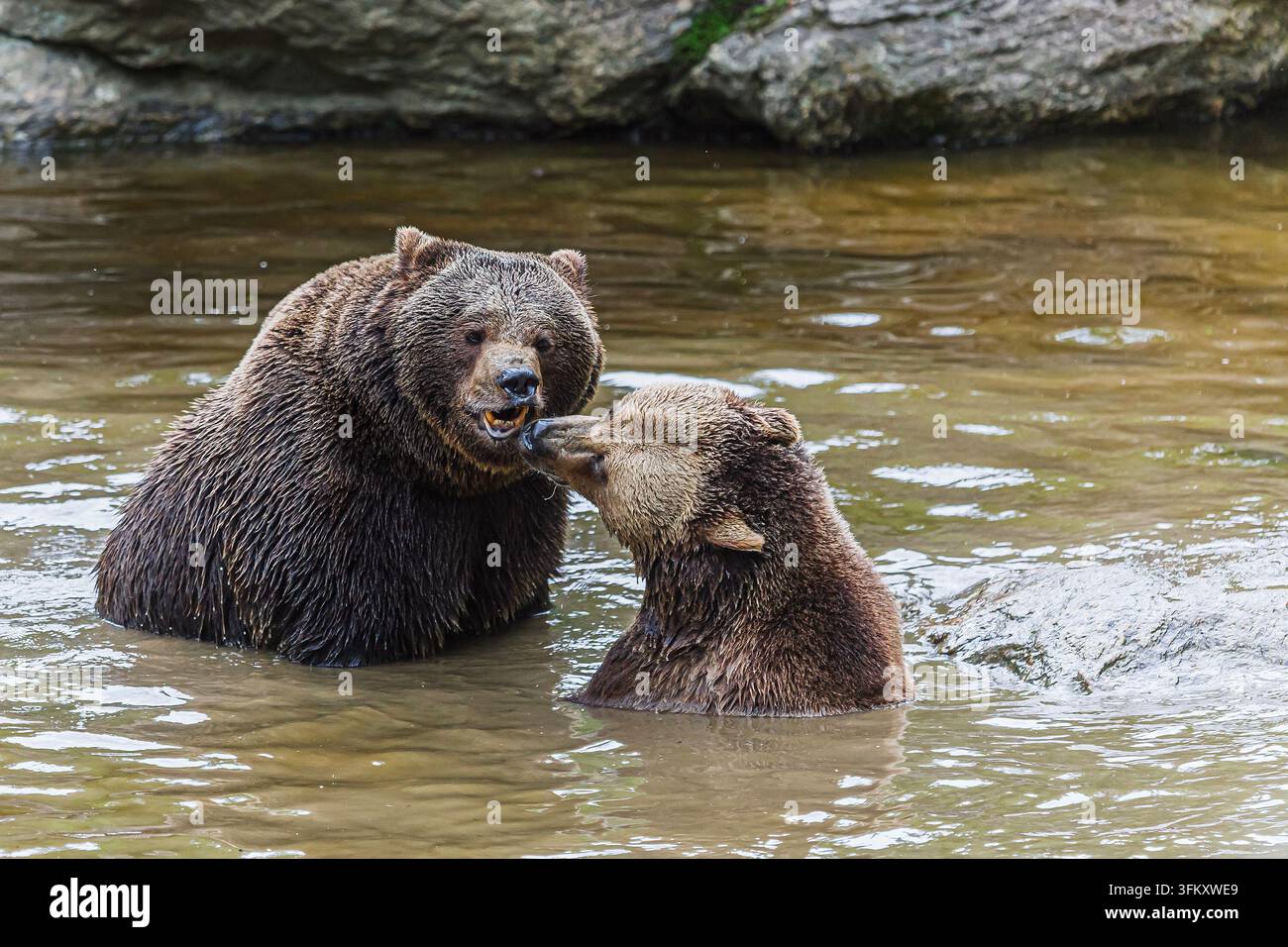 Due orsi bruni (Ursus arctos) stanno immersi fino al petto nell'acqua bassa durante un'interazione tesa faccia a faccia vicino a una riva rocciosa. Foto Stock