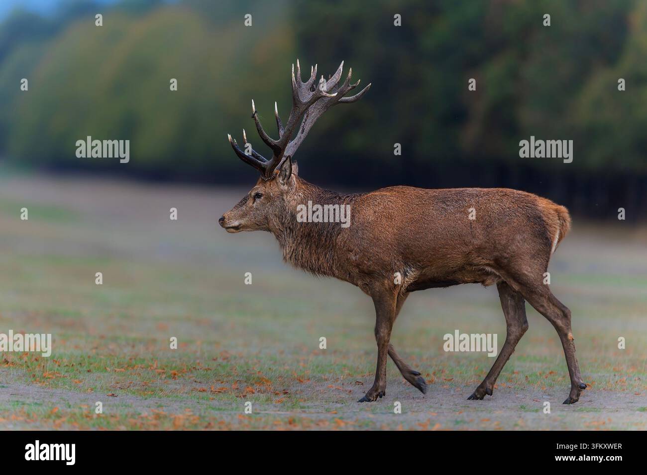 Un cervo rosso (Cervus elaphus) cammina su un prato aperto di profilo, mostrando un grande palco di corna ramificate. Foto Stock