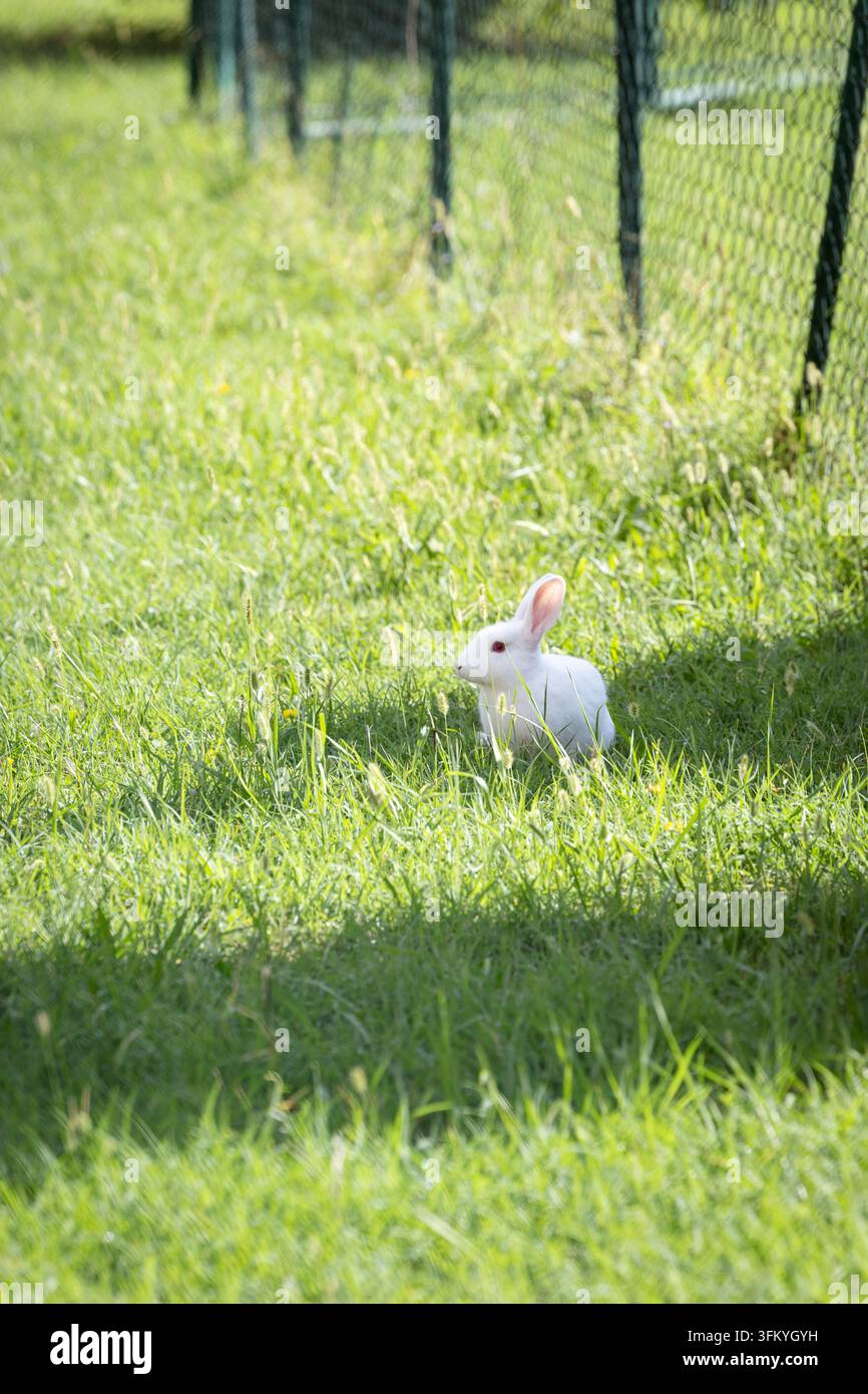 Un momento fragile di pura innocenza e libertà silenziosa nella natura. Foto Stock