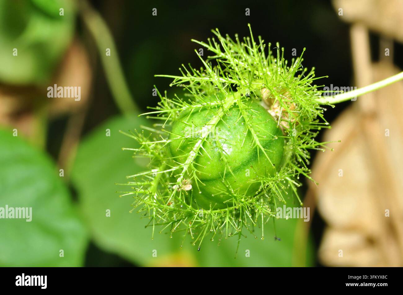 Primo piano di frutto di Passiflora foetida verde avvolto in brattee pelose Foto Stock