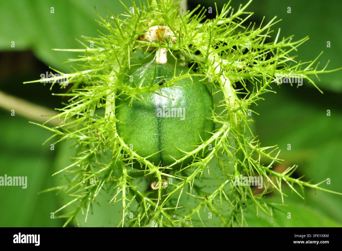 Prima vista dall'alto del frutto verde di Passiflora foetida all'interno delle brattee pelose Foto Stock