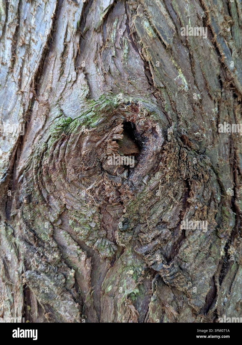 corteccia di albero serena con un nodo in un ambiente all'aperto periodo periodo periodo periodo. Foto Stock