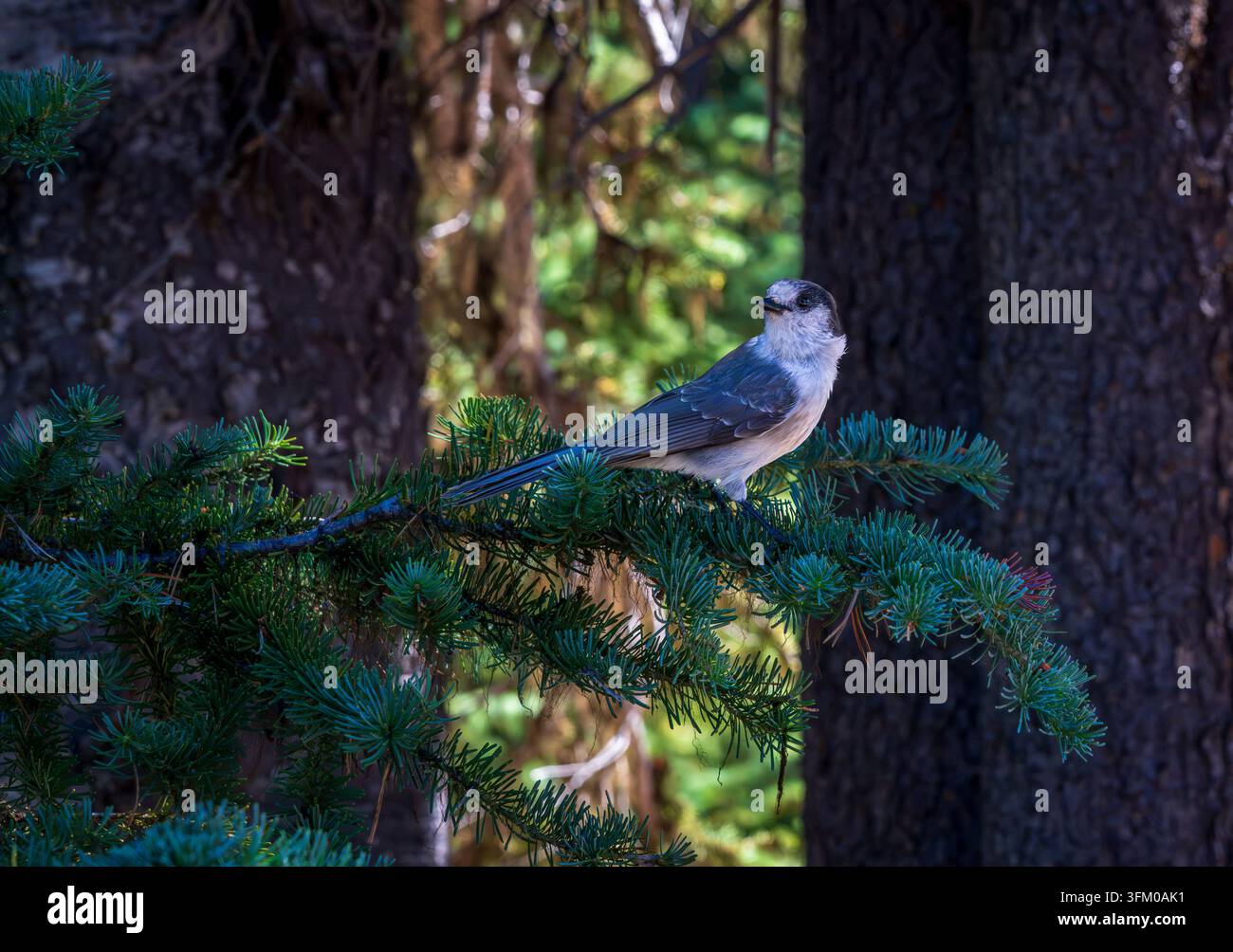 Ghiandaia grigia appollaiata su un ramo di pino in mezzo alla fitta foresta della regione del lago Elk dell'Oregon. Una vista comune nel nordovest del Pacifico. Foto Stock