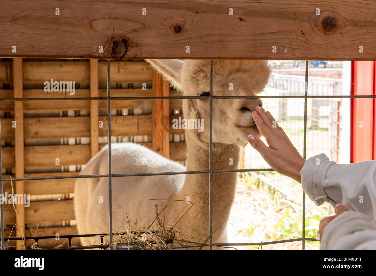 Bambino che nutre un lama attraverso una recinzione di filo metallico allo zoo, catturando un incontro animale familiare divertente e un'esperienza educativa pratica sulla fauna selvatica Foto Stock