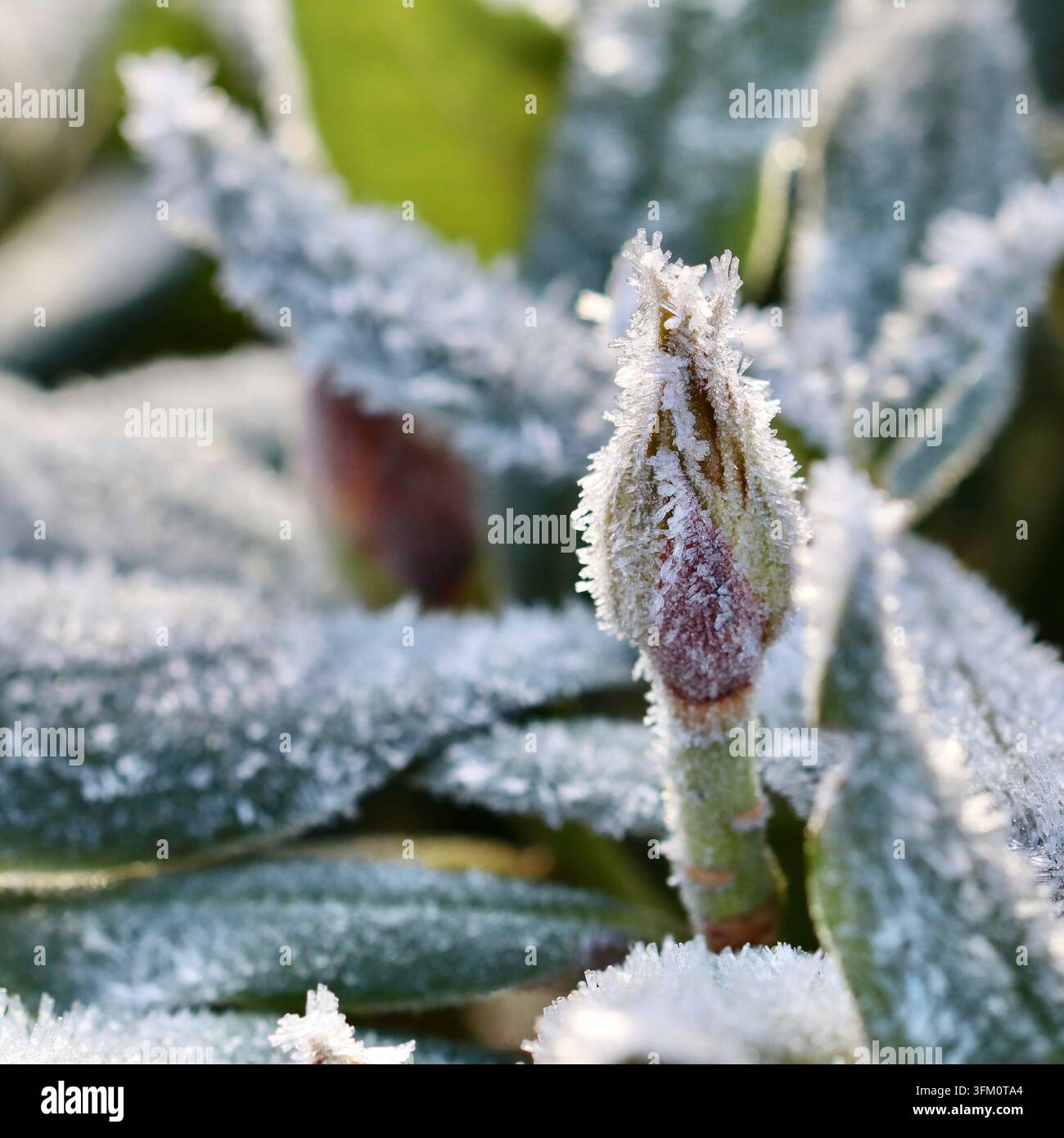 Bucco e foglie di arbusto sempreverde ricoperti da una delicata brina, catturando la bellezza fredda di una mattina nel giardino d'inverno Foto Stock